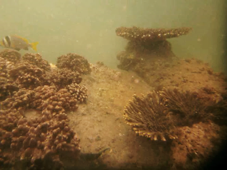 Porites harrisoni coral colonies