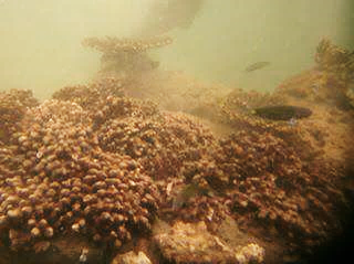 Completed Porites harrisoni colonies securely covering previously rocky surface